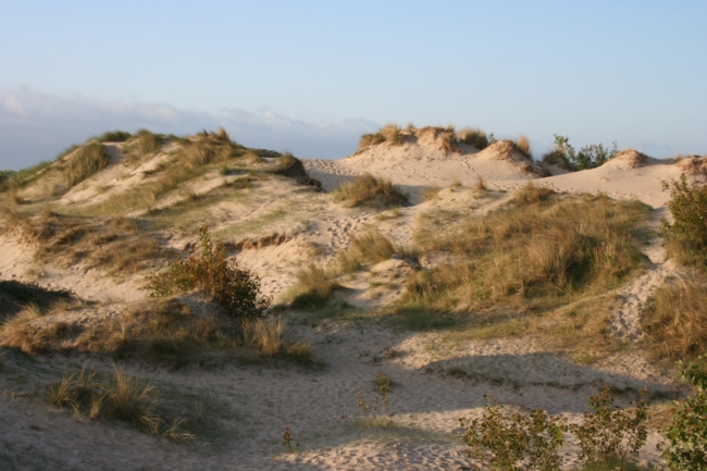 DUNE DU PERROQUET À BRAY DUNES