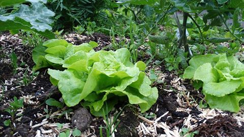 potager-classe-nature hébergement hauts de france 