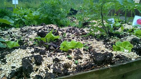 salade-du-potager-classe-nature