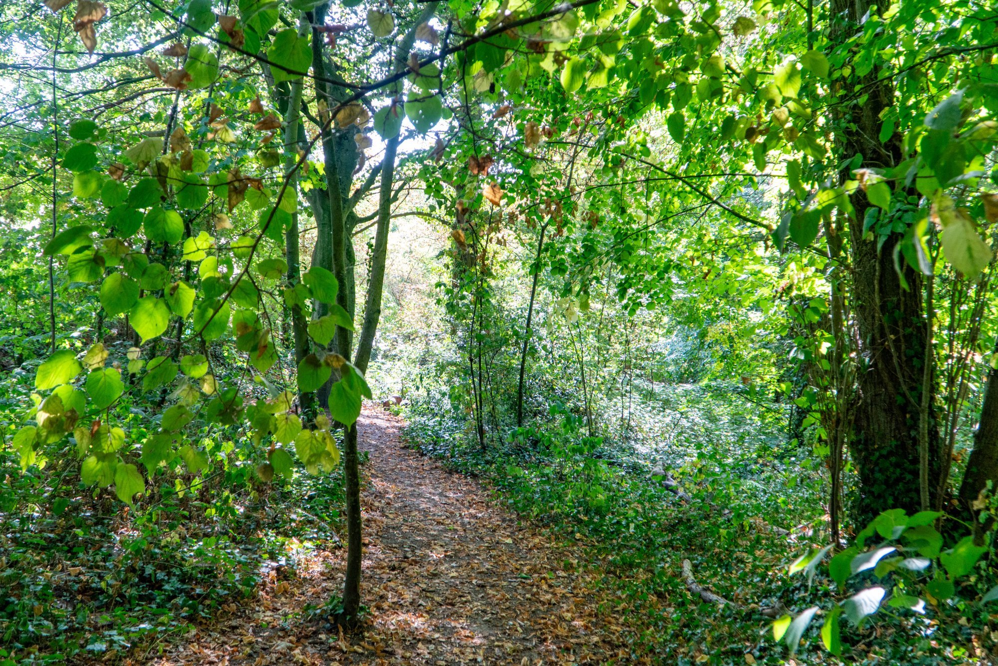 Photographie du milieu boisé du CENH